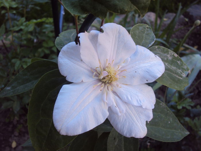 Innocent Blush - 1 Clematite 2015