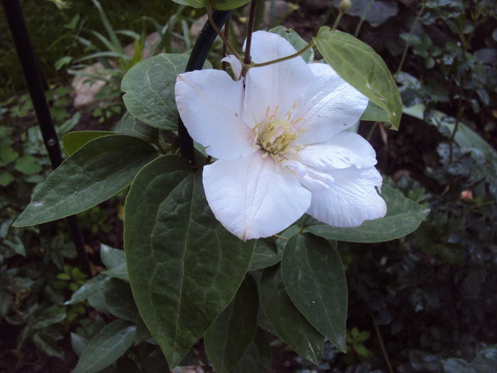 DSC07612 - 1 Clematite 2015