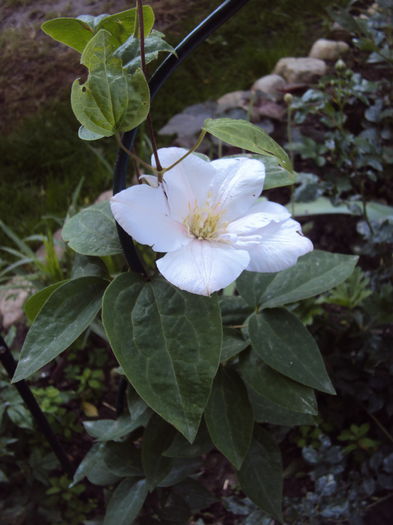 DSC07613 - 1 Clematite 2015