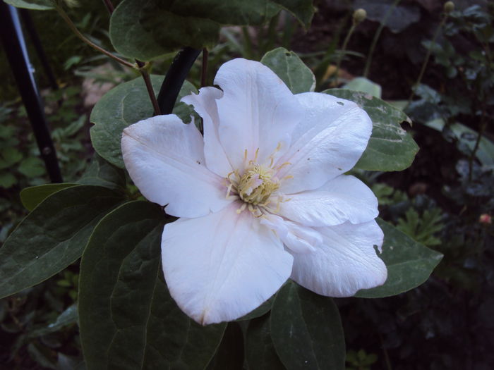 DSC07614 - 1 Clematite 2015