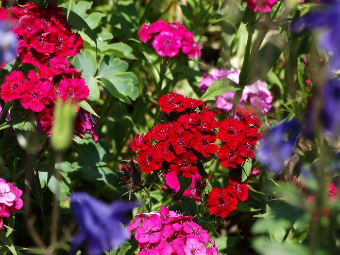 DSC01156 - Plante in gradina 2015