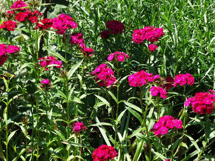 DSC01160 - Plante in gradina 2015