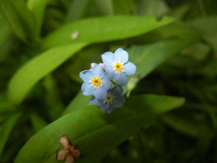 Myosotis alpestris (2015, May 11) Myosotis alpestris (2015, May 11)