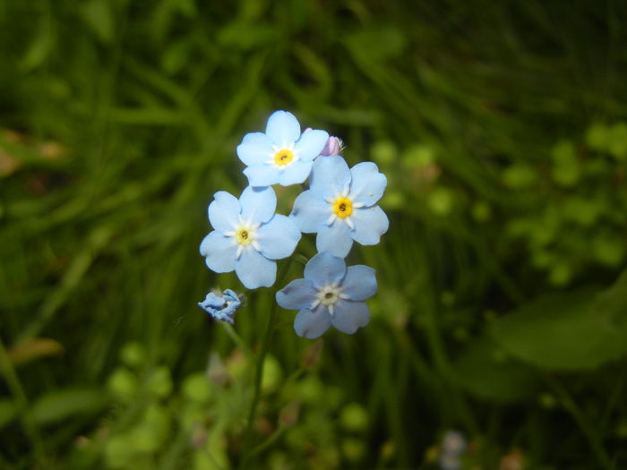 Myosotis alpestris (2015, May 11) Myosotis alpestris (2015, May 11)