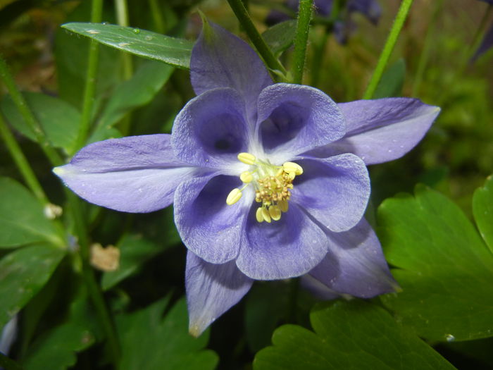 Aquilegia Blue (2015, May 11)