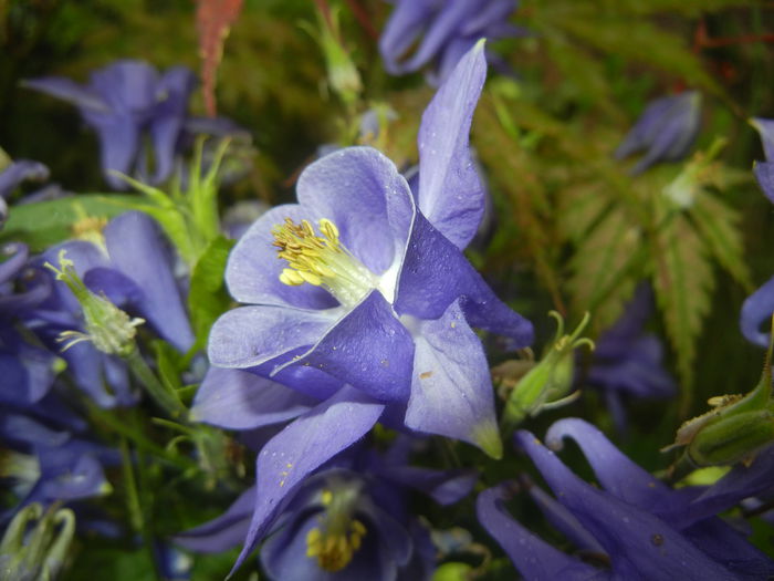 Aquilegia Blue (2015, May 11)