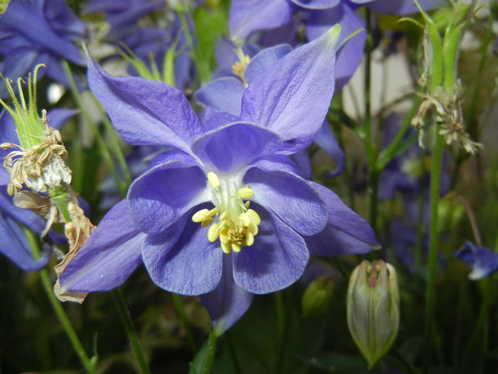 Aquilegia Blue (2015, May 11)