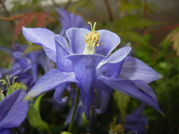 Aquilegia Blue (2015, May 11) Aquilegia Blue (2015, May 11)