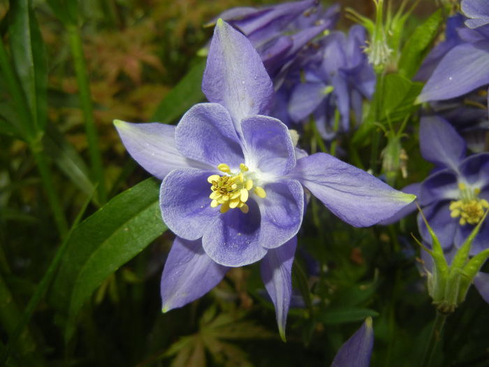 Aquilegia Blue (2015, May 11) Aquilegia Blue (2015, May 11)