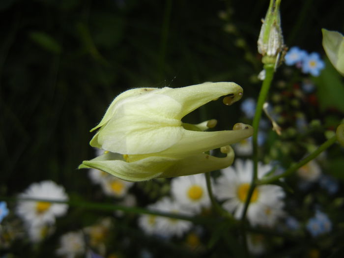 Aquilegia White (2015, May 11)