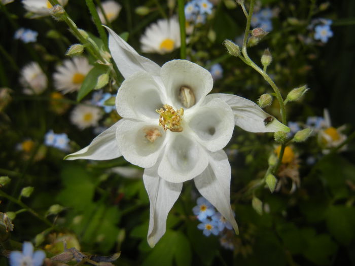 Aquilegia White (2015, May 11) - Aquilegia White