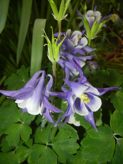 Aq. Winky Blue & White (2015, May 12) - Aquilegia Winky Blue White