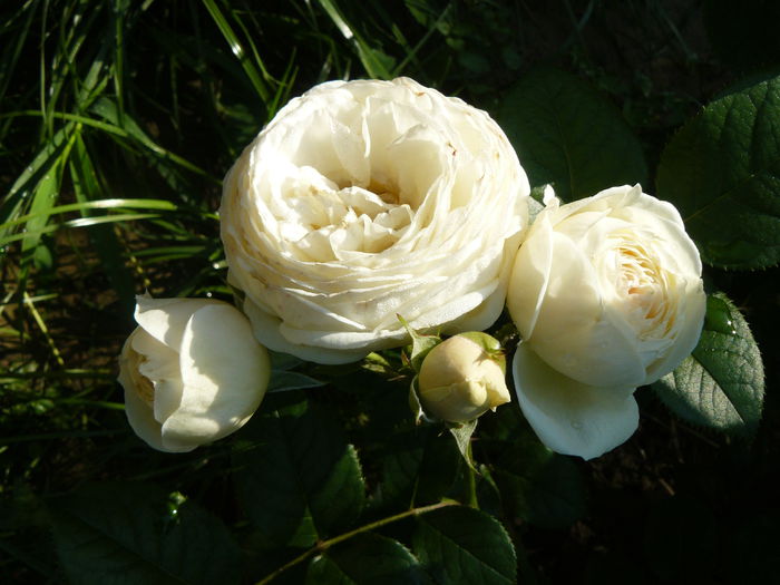 Artemis - Tantau 2009-USDA 6 - Trandafirii mei_2015