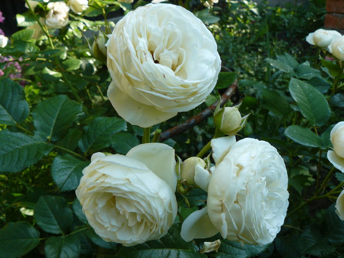 Artemis - Tantau 2009 - Trandafirii mei_2015