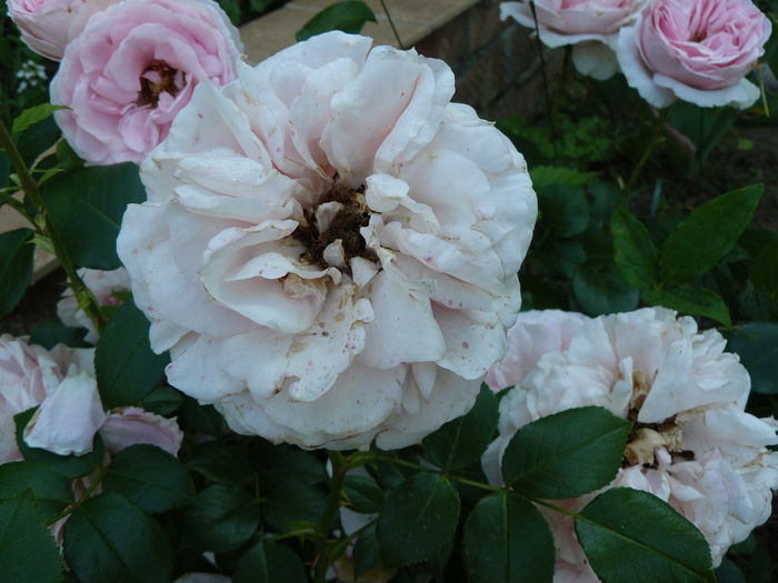 Giardina - Tantau 2008 climbing - Trandafirii mei_2015