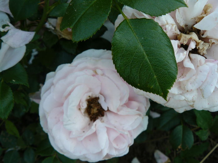 Giardina - Tantau 2008 - Trandafirii mei_2015