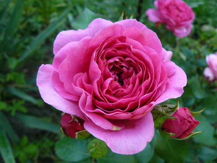 Baronesse-Tantau 2009-USDA 6 - Trandafirii mei_2015