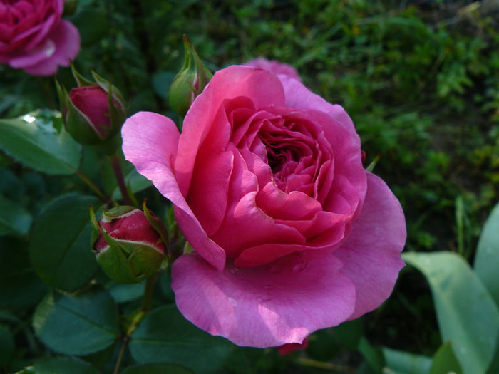 Baronesse-Tantau 2009 - Trandafirii mei_2015