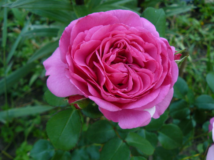 Baronesse-Tantau 2009 - Trandafirii mei_2015