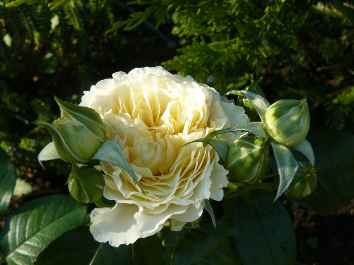 Avalon( Lilian Baylis)-Harkness1996 - Trandafirii mei_2015