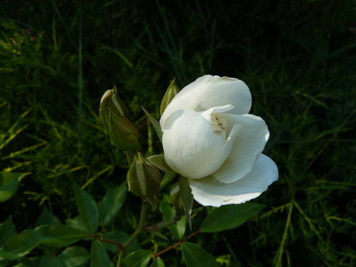 Avalon( Lilian Baylis)-Harkness1996 - Trandafirii mei_2015