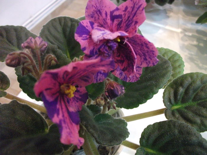 DSCF7473 - Expozitia de gesneriaceae Bucuresti  mai 2015