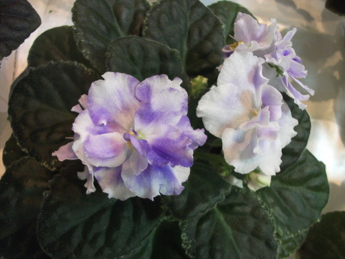 DSCF7481 - Expozitia de gesneriaceae Bucuresti  mai 2015