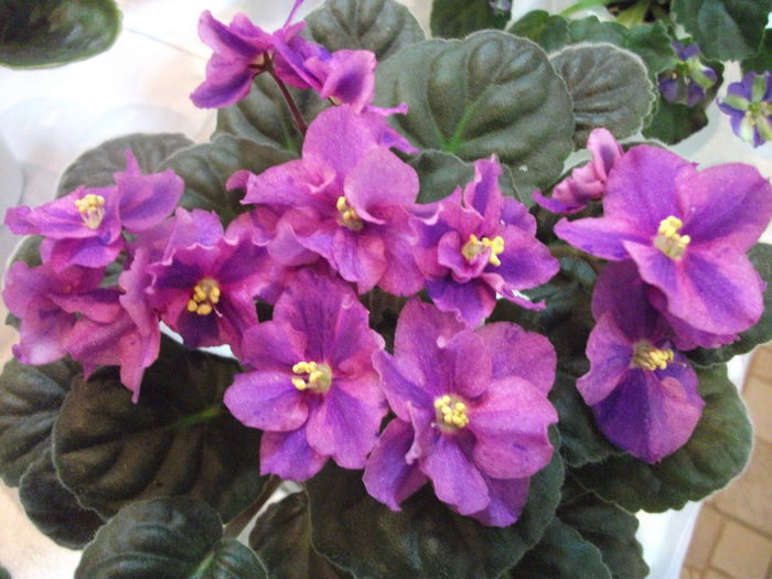 DSCF7482 - Expozitia de gesneriaceae Bucuresti  mai 2015