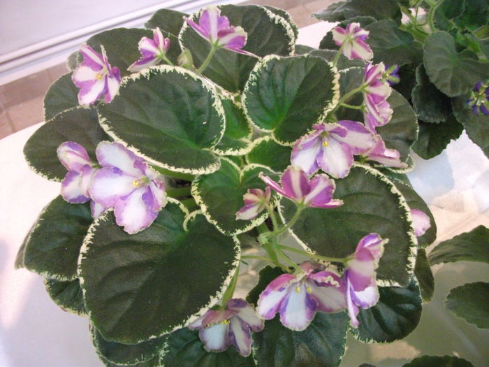 DSCF7484 - Expozitia de gesneriaceae Bucuresti  mai 2015