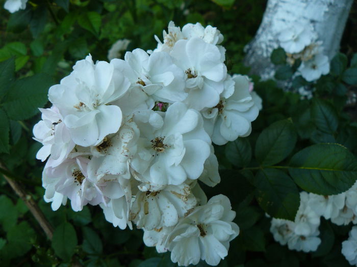 Perennial Blush-Bernard-rambler