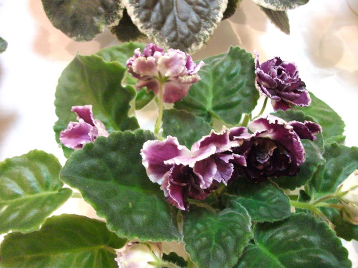 DSCF7486 - Expozitia de gesneriaceae Bucuresti  mai 2015