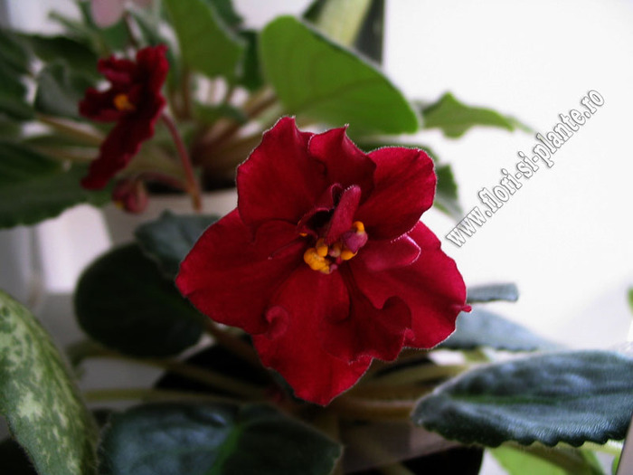 Saintpaulia Tomahawk 3 - VIOLETE AFRICANE  - Saintpaulia