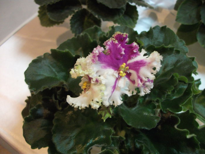 DSCF7489 - Expozitia de gesneriaceae Bucuresti  mai 2015