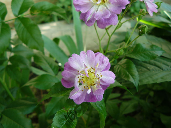 Veilchenblau - Kiese 1909-USDA5