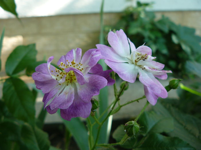 Veilchenblau-Kiese-fara spini