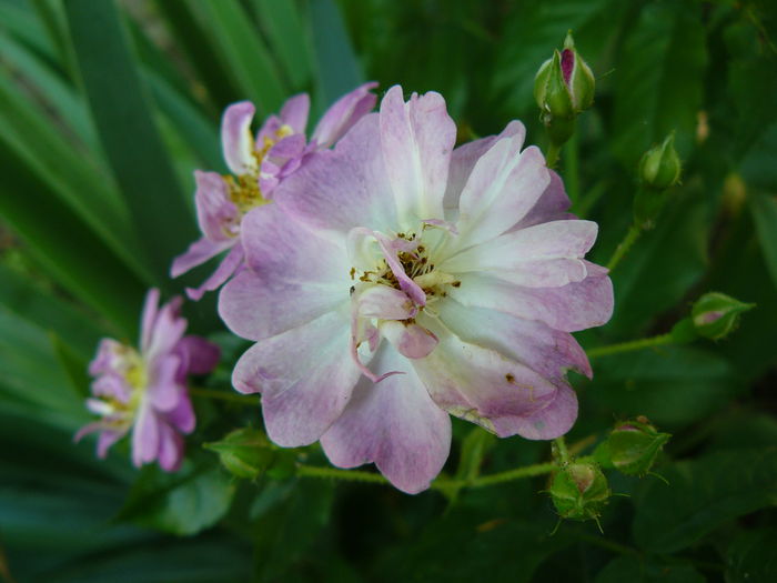 Veilchenblau-JC Schimth-rambler - Trandafirii mei_2015