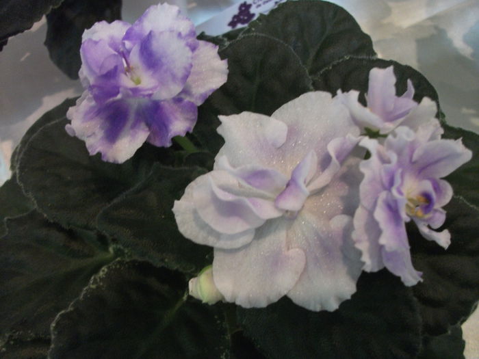 DSCF7508 - Expozitia de gesneriaceae Bucuresti  mai 2015