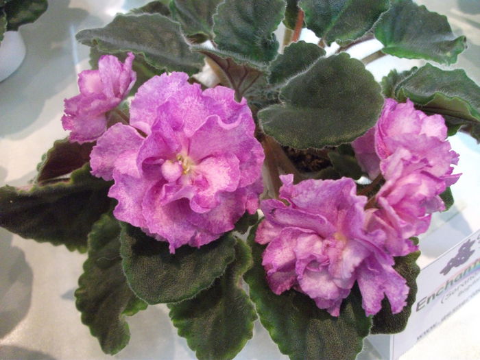 DSCF7509 - Expozitia de gesneriaceae Bucuresti  mai 2015