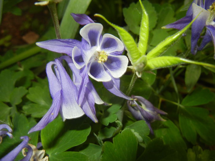 Aq. Winky Blue & White (2015, May 12) - Aquilegia Winky Blue White