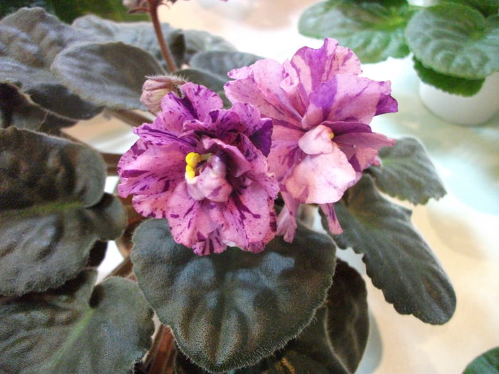 DSCF7515 - Expozitia de gesneriaceae Bucuresti  mai 2015