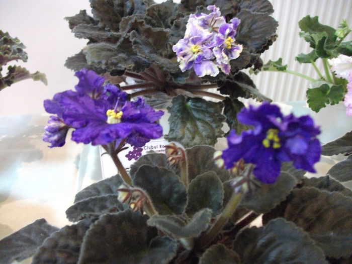 DSCF7516 - Expozitia de gesneriaceae Bucuresti  mai 2015