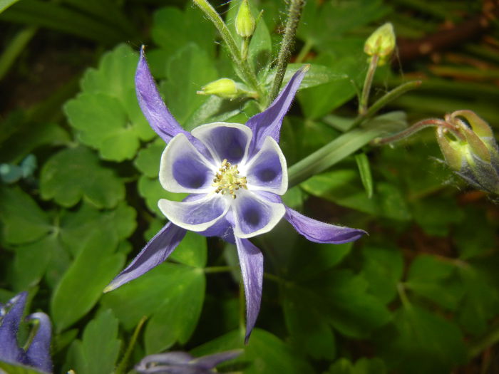 Aq. Winky Blue & White (2015, May 12) - Aquilegia Winky Blue White