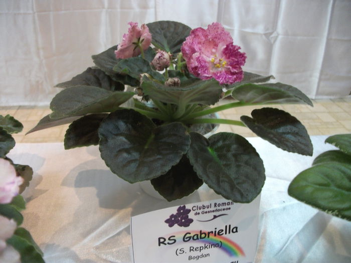 DSCF7518 - Expozitia de gesneriaceae Bucuresti  mai 2015