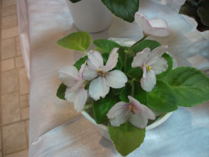 DSCF7519 - Expozitia de gesneriaceae Bucuresti  mai 2015