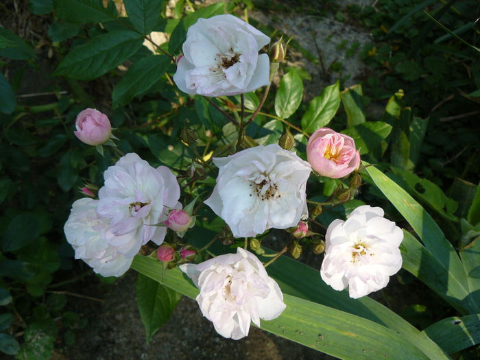 Dantelle de Malines-Lens 1986