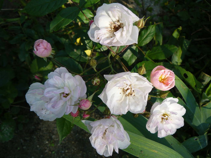 Dantelle de Malines rambler USDA4b