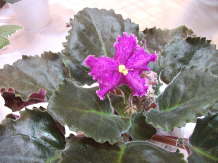 DSCF7520 - Expozitia de gesneriaceae Bucuresti  mai 2015
