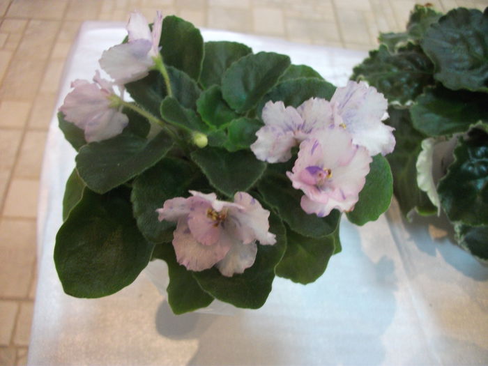DSCF7521 - Expozitia de gesneriaceae Bucuresti  mai 2015