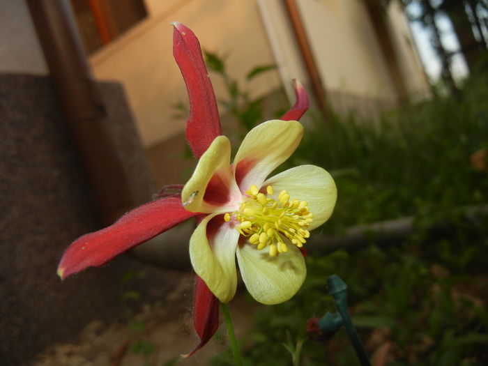 Aquilegia Red & Yellow (2015, May 12)