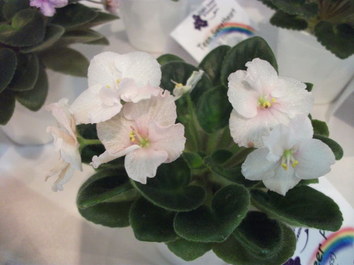 DSCF7524 - Expozitia de gesneriaceae Bucuresti  mai 2015